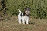 FOX TERRIER 433